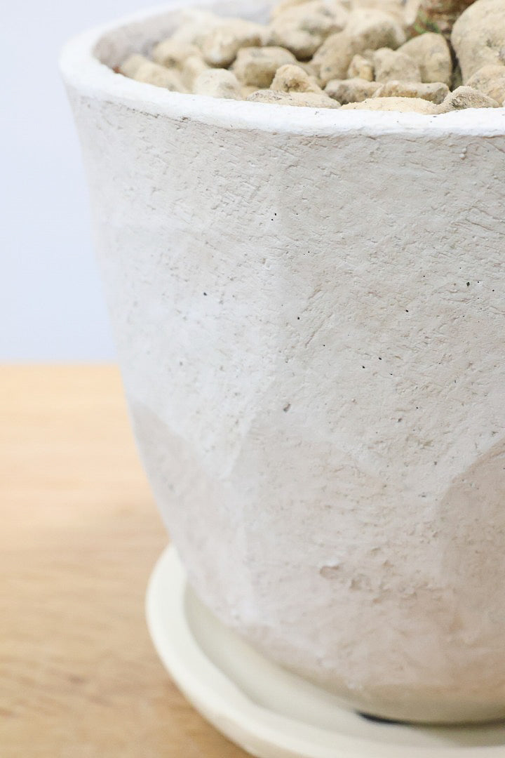 【コルジリネ イエローエッジコンパクタ】複雑に混ざり合った葉色！生産者さんのハウスでイイものを選りすぐってきましたよ！