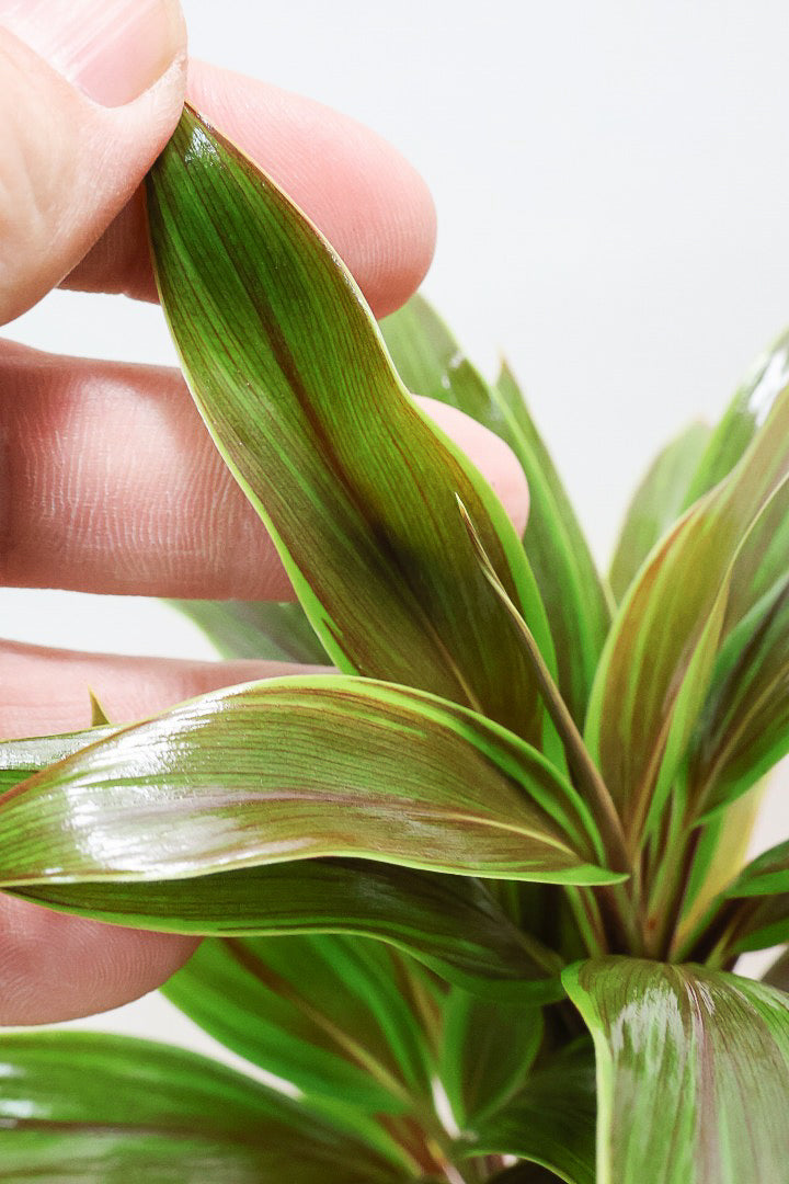 【コルジリネ イエローエッジコンパクタ】複雑に混ざり合った葉色！生産者さんのハウスでイイものを選りすぐってきましたよ！