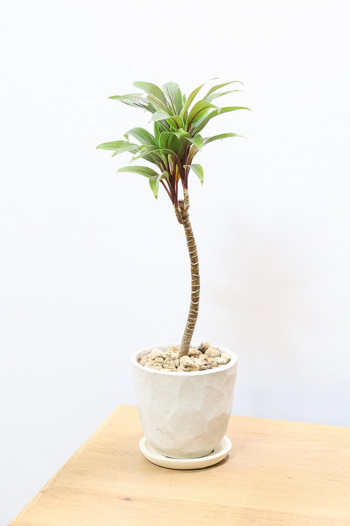 【コルジリネ イエローエッジコンパクタ】複雑に混ざり合った葉色！生産者さんのハウスでイイものを選りすぐってきましたよ！