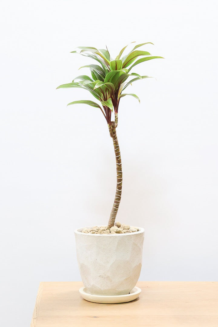 【コルジリネ イエローエッジコンパクタ】複雑に混ざり合った葉色！生産者さんのハウスでイイものを選りすぐってきましたよ！