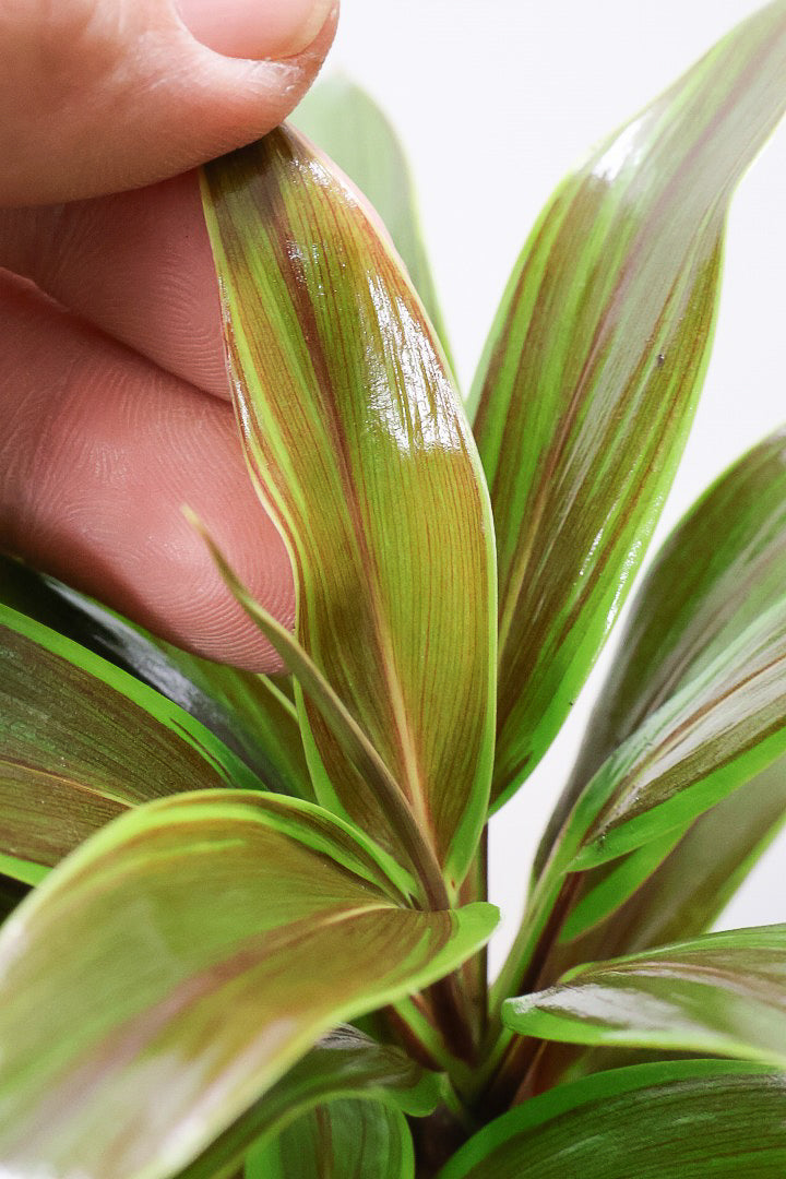 【コルジリネ イエローエッジコンパクタ】複雑に混ざり合った葉色！生産者さんのハウスでイイものを選りすぐってきましたよ！