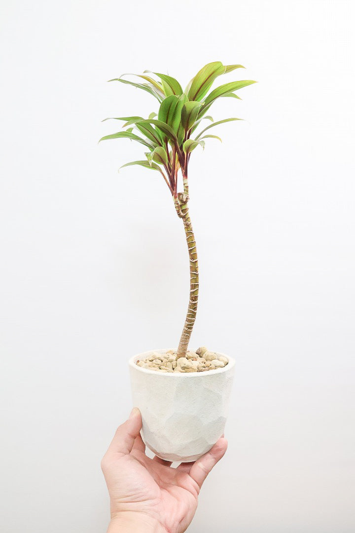 【コルジリネ イエローエッジコンパクタ】複雑に混ざり合った葉色！生産者さんのハウスでイイものを選りすぐってきましたよ！