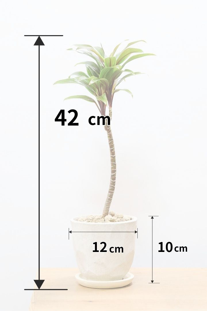 【コルジリネ イエローエッジコンパクタ】複雑に混ざり合った葉色！生産者さんのハウスでイイものを選りすぐってきましたよ！