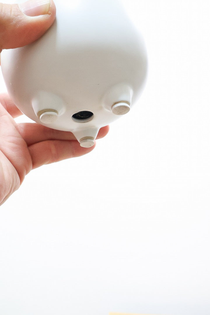 【パキラ】かわいいフォルムの幹！控えめにいっても幹のカタチがかわいいと思います！