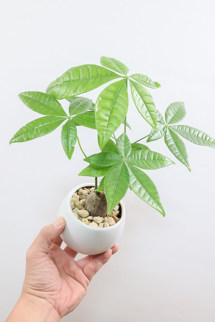 【パキラ】かわいいフォルムの幹！控えめにいっても幹のカタチがかわいいと思います！