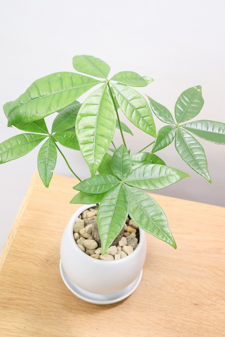 【パキラ】かわいいフォルムの幹！控えめにいっても幹のカタチがかわいいと思います！