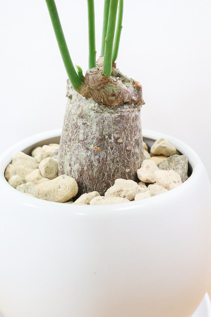 【パキラ】かわいいフォルムの幹！控えめにいっても幹のカタチがかわいいと思います！