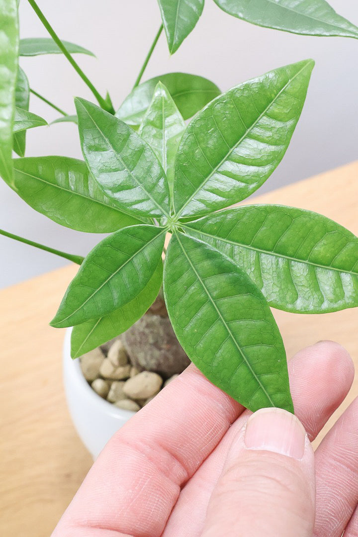 パキラ 約1.5メートル(取りに来ていただける方のみ) パキラの葉が全て落ちてしまいました。幹のみが残っており、水はあげ