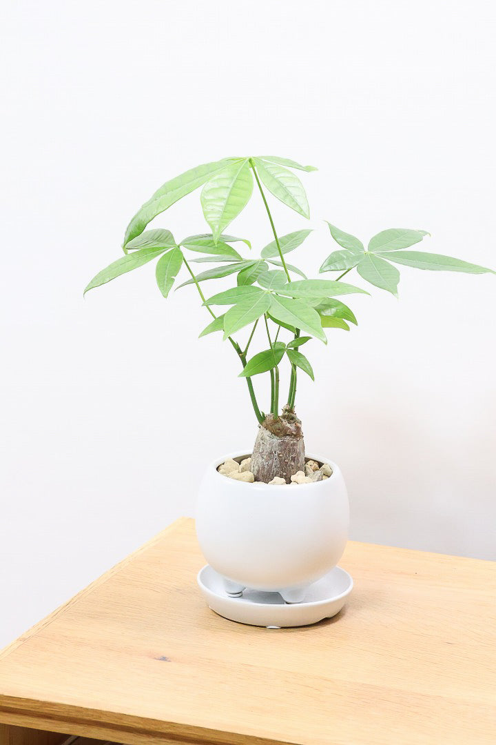 【パキラ】かわいいフォルムの幹！控えめにいっても幹のカタチがかわいいと思います！