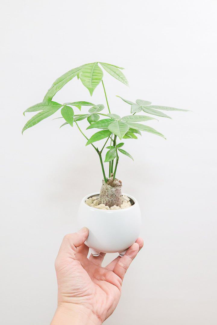 【パキラ】かわいいフォルムの幹！控えめにいっても幹のカタチがかわいいと思います！