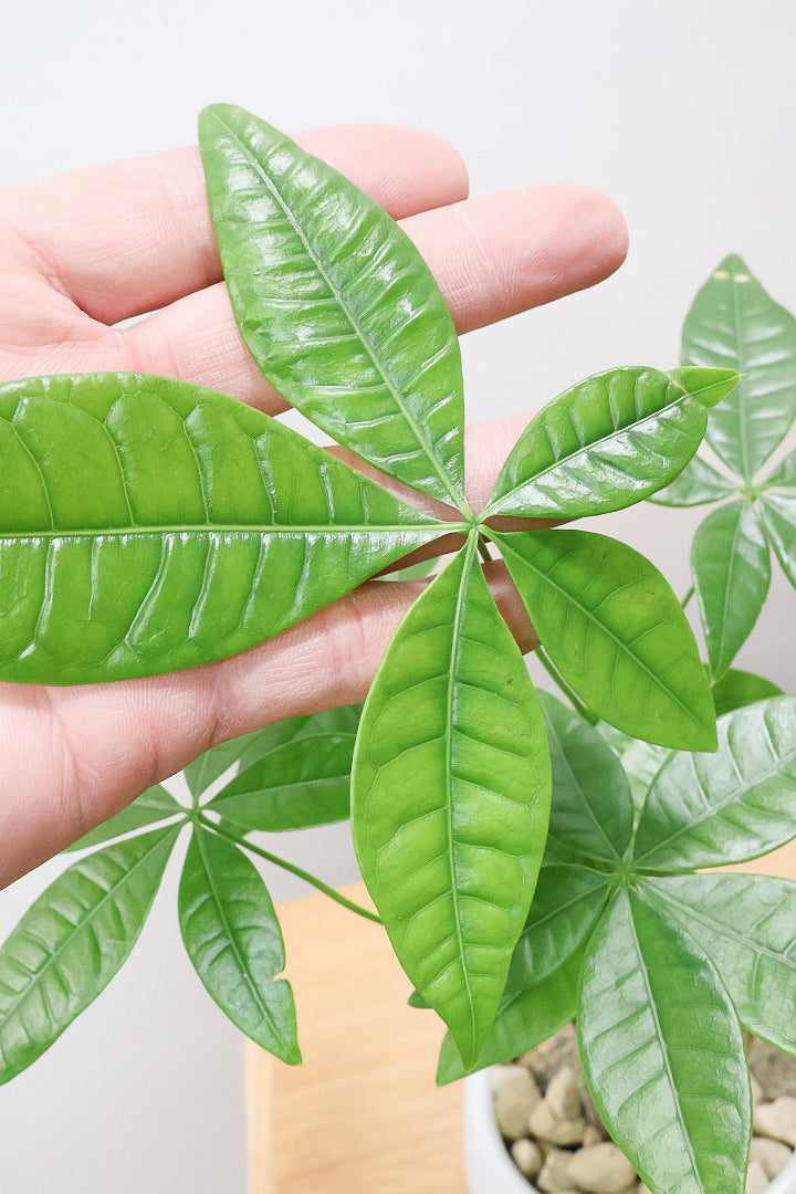 【パキラ】かわいいフォルムの幹！控えめにいっても幹のカタチがかわいいと思います！