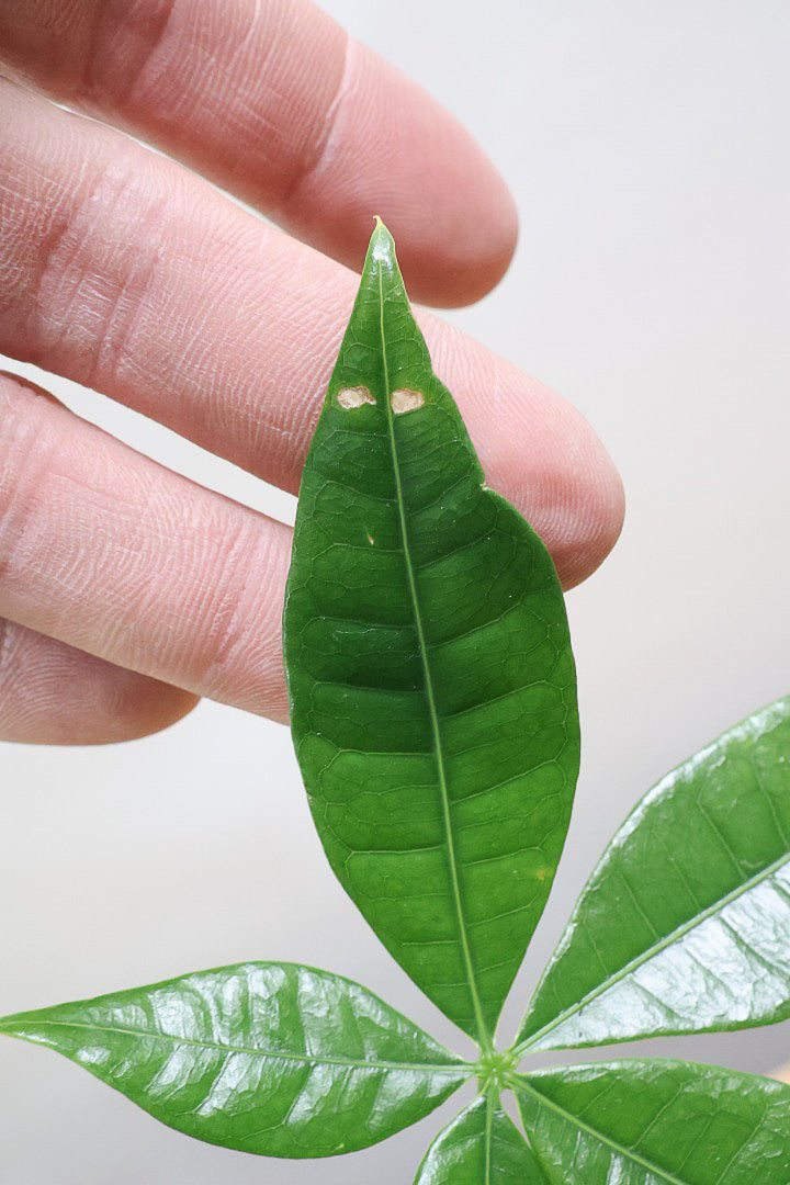 【パキラ】かわいいフォルムの幹！控えめにいっても幹のカタチがかわいいと思います！