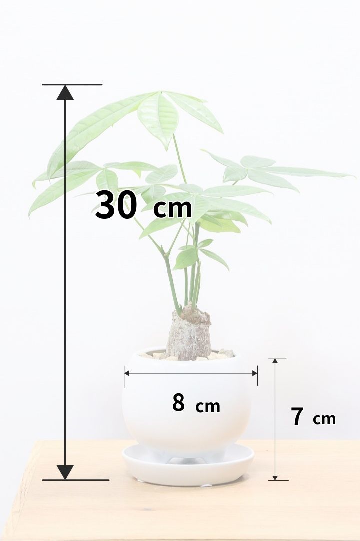 【パキラ】かわいいフォルムの幹！控えめにいっても幹のカタチがかわいいと思います！