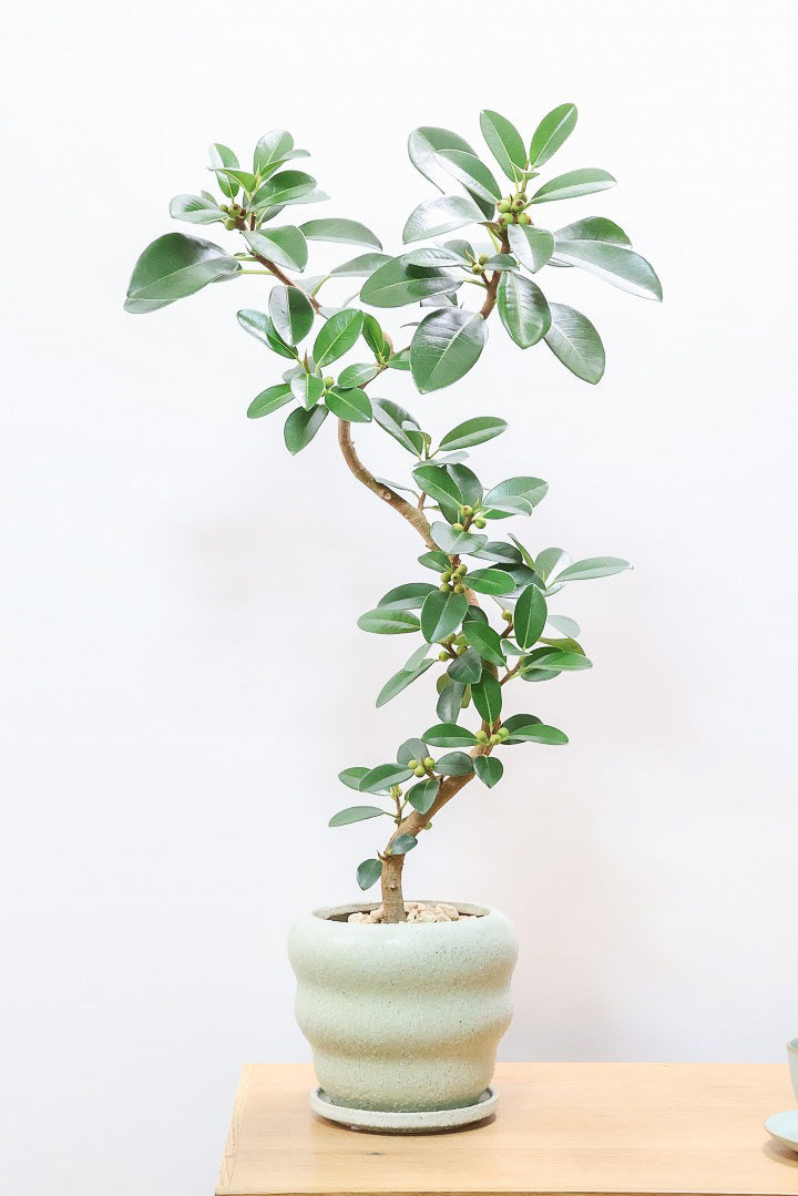 【フランスゴム】素晴らしいお手本のようなS字樹形！これはホントに素敵だと思います！