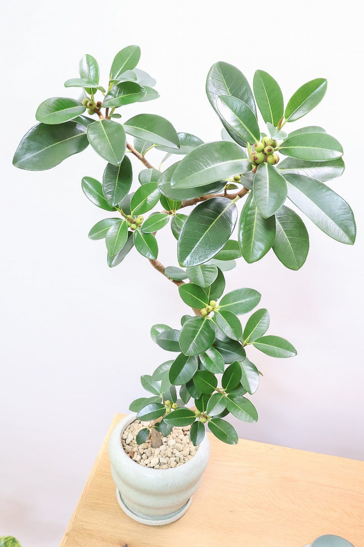 【フランスゴム】素晴らしいお手本のようなS字樹形！これはホントに素敵だと思います！