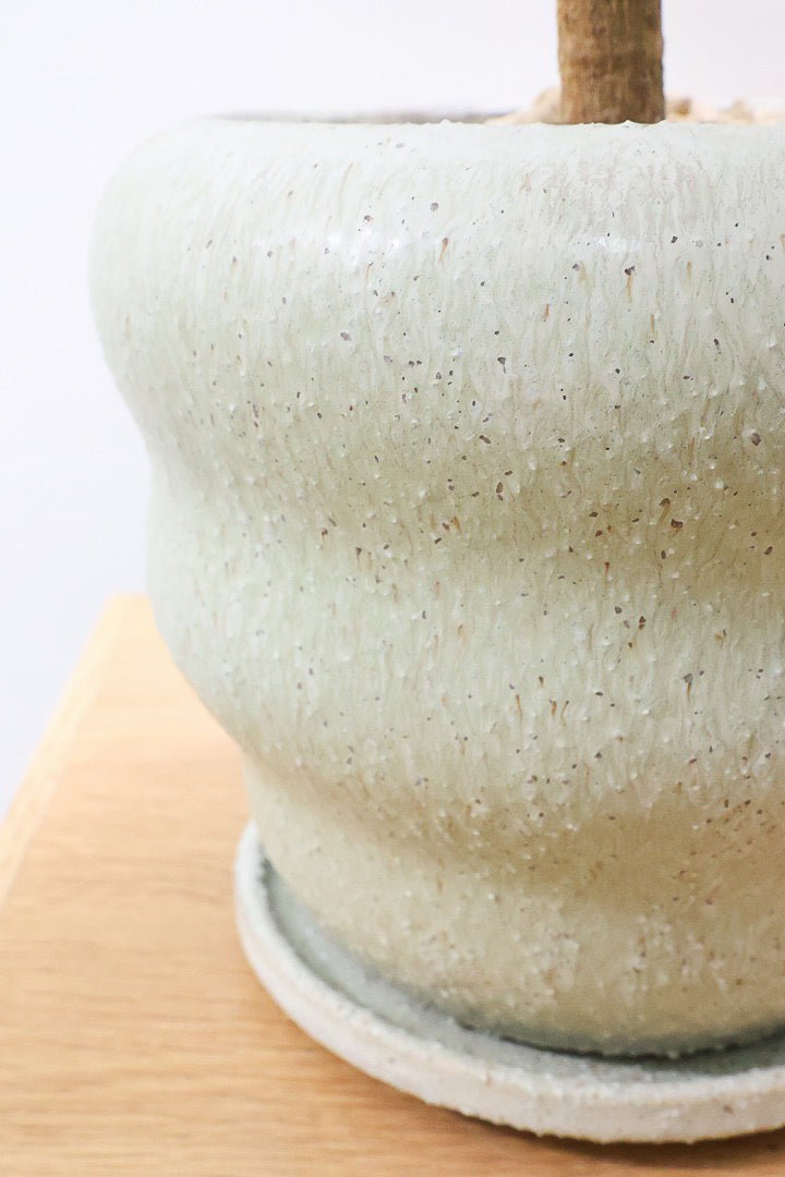 【フランスゴム】素晴らしいお手本のようなS字樹形！これはホントに素敵だと思います！