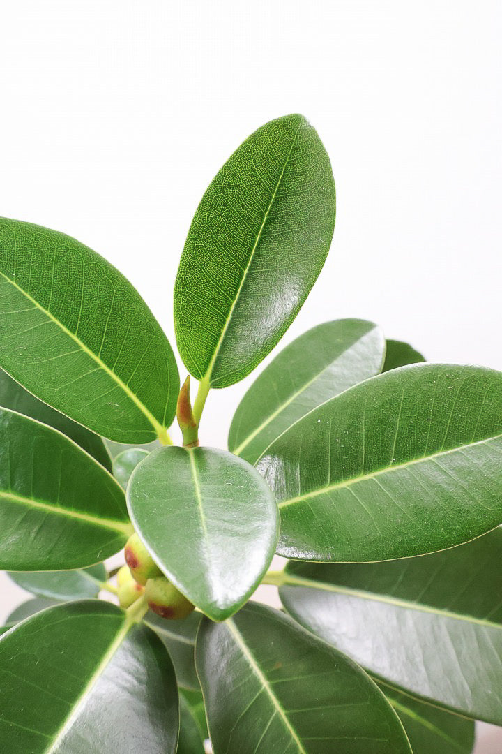 【フランスゴム】素晴らしいお手本のようなS字樹形！これはホントに素敵だと思います！