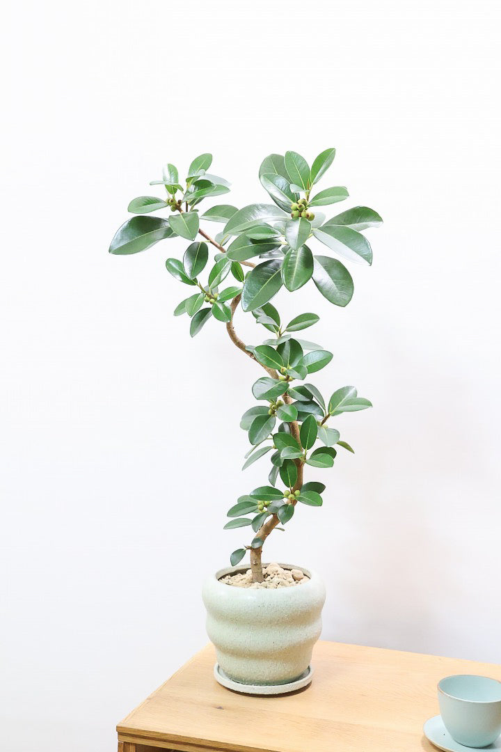 【フランスゴム】素晴らしいお手本のようなS字樹形！これはホントに素敵だと思います！