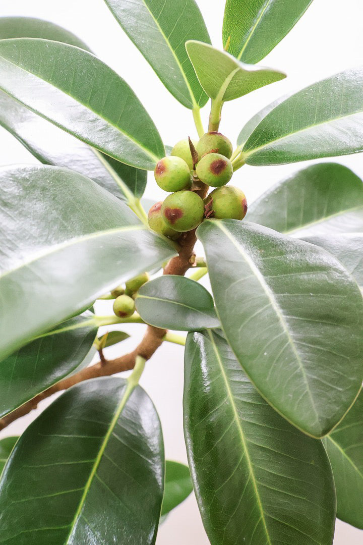 【フランスゴム】素晴らしいお手本のようなS字樹形！これはホントに素敵だと思います！