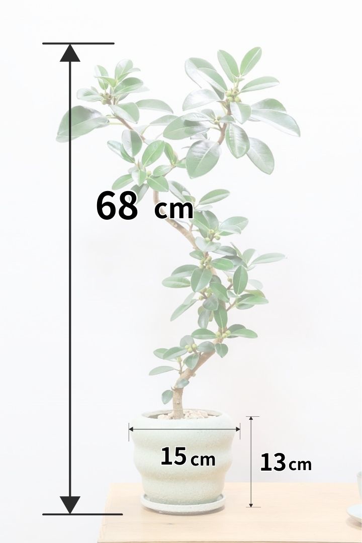 【フランスゴム】素晴らしいお手本のようなS字樹形！これはホントに素敵だと思います！