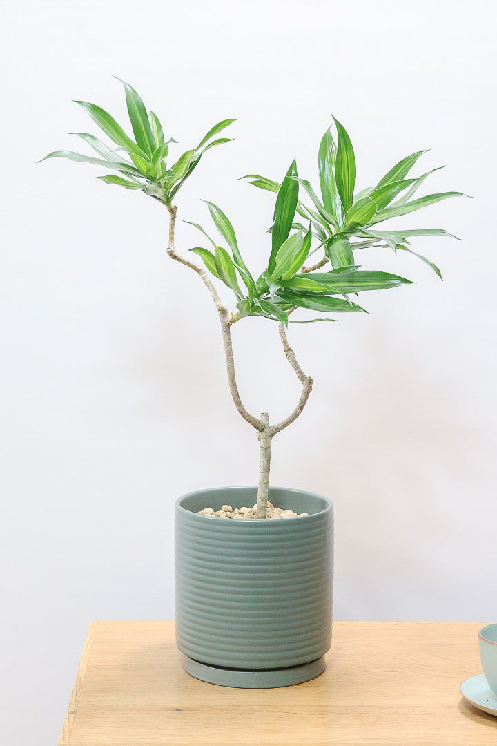 【ジャマイカ】シンプルでかわいいミニサイズ！幹は個性的に仕立てていますので、見応えもありますよ！