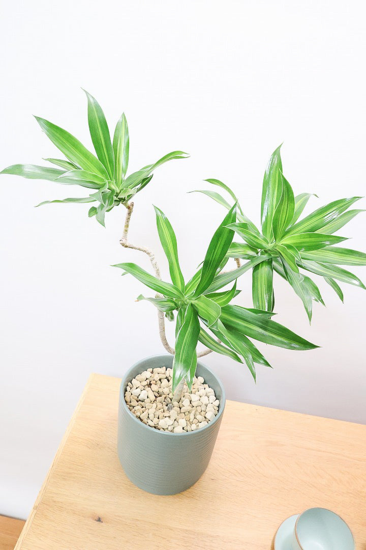 【ジャマイカ】シンプルでかわいいミニサイズ！幹は個性的に仕立てていますので、見応えもありますよ！