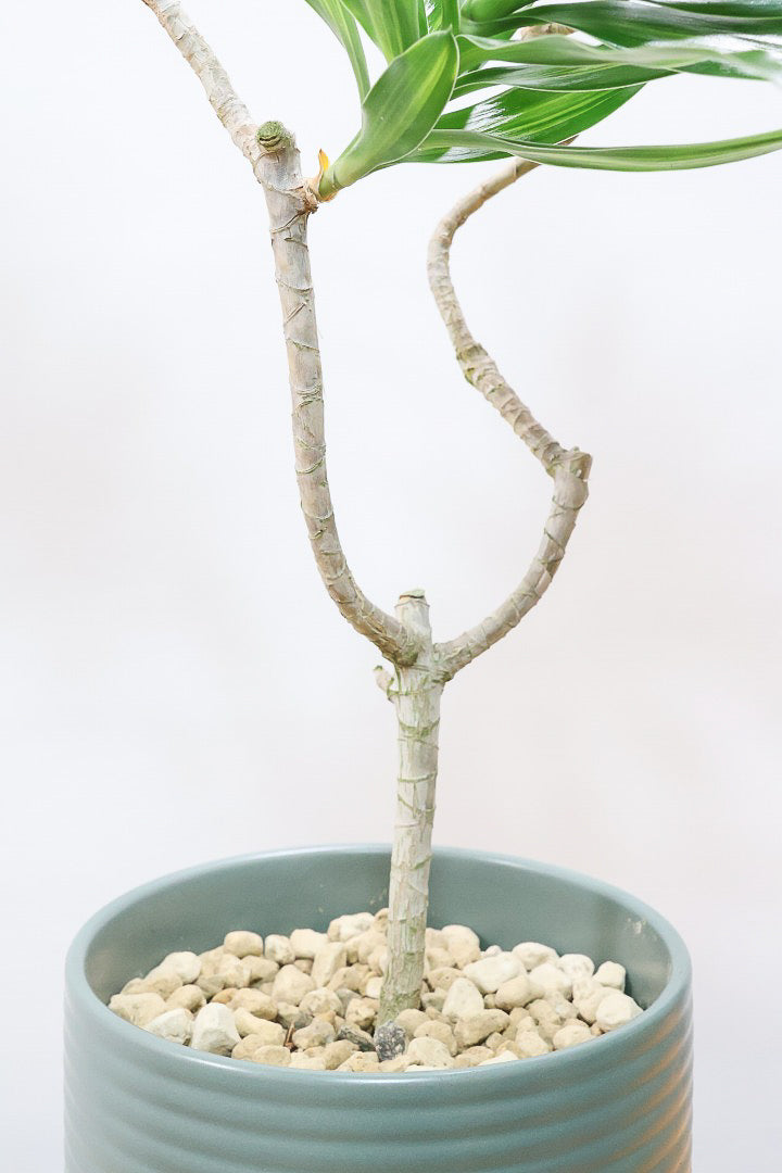 【ジャマイカ】シンプルでかわいいミニサイズ！幹は個性的に仕立てていますので、見応えもありますよ！