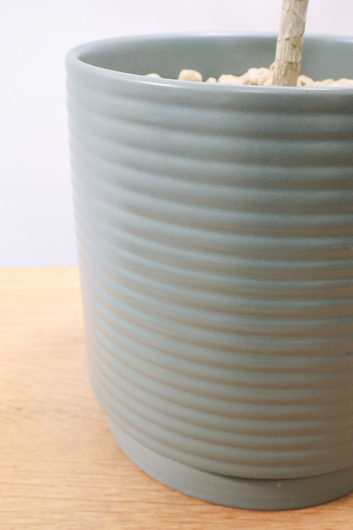 【ジャマイカ】シンプルでかわいいミニサイズ！幹は個性的に仕立てていますので、見応えもありますよ！