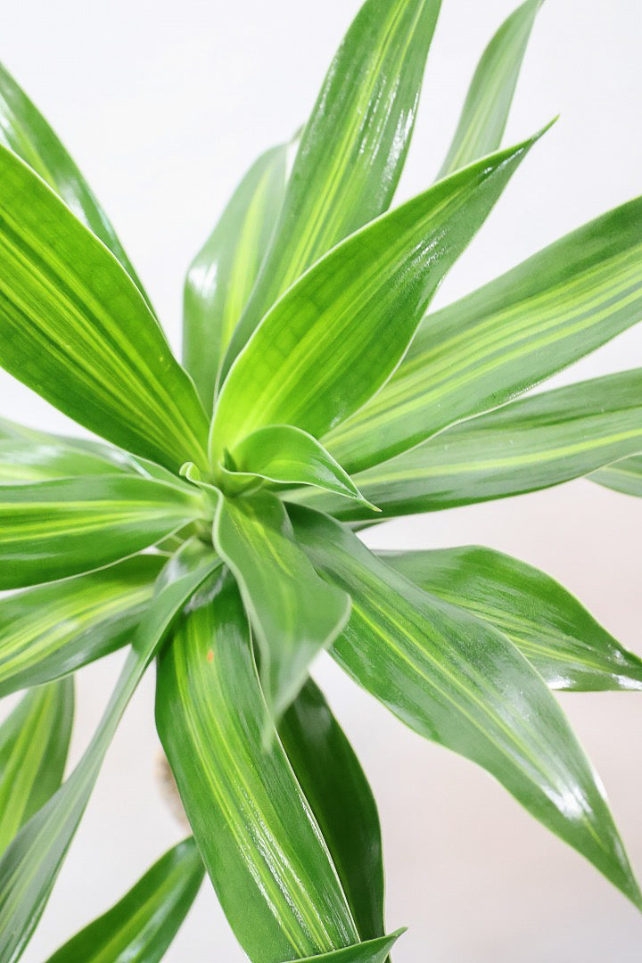 【ジャマイカ】シンプルでかわいいミニサイズ！幹は個性的に仕立てていますので、見応えもありますよ！