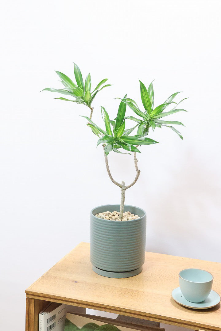 【ジャマイカ】シンプルでかわいいミニサイズ！幹は個性的に仕立てていますので、見応えもありますよ！