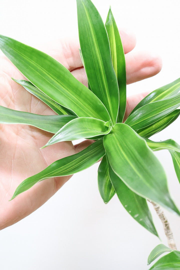 【ジャマイカ】シンプルでかわいいミニサイズ！幹は個性的に仕立てていますので、見応えもありますよ！