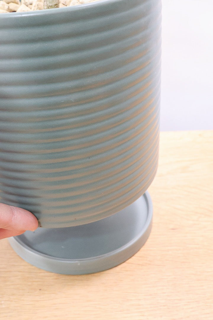 【ジャマイカ】シンプルでかわいいミニサイズ！幹は個性的に仕立てていますので、見応えもありますよ！