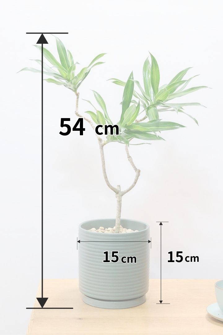 【ジャマイカ】シンプルでかわいいミニサイズ！幹は個性的に仕立てていますので、見応えもありますよ！