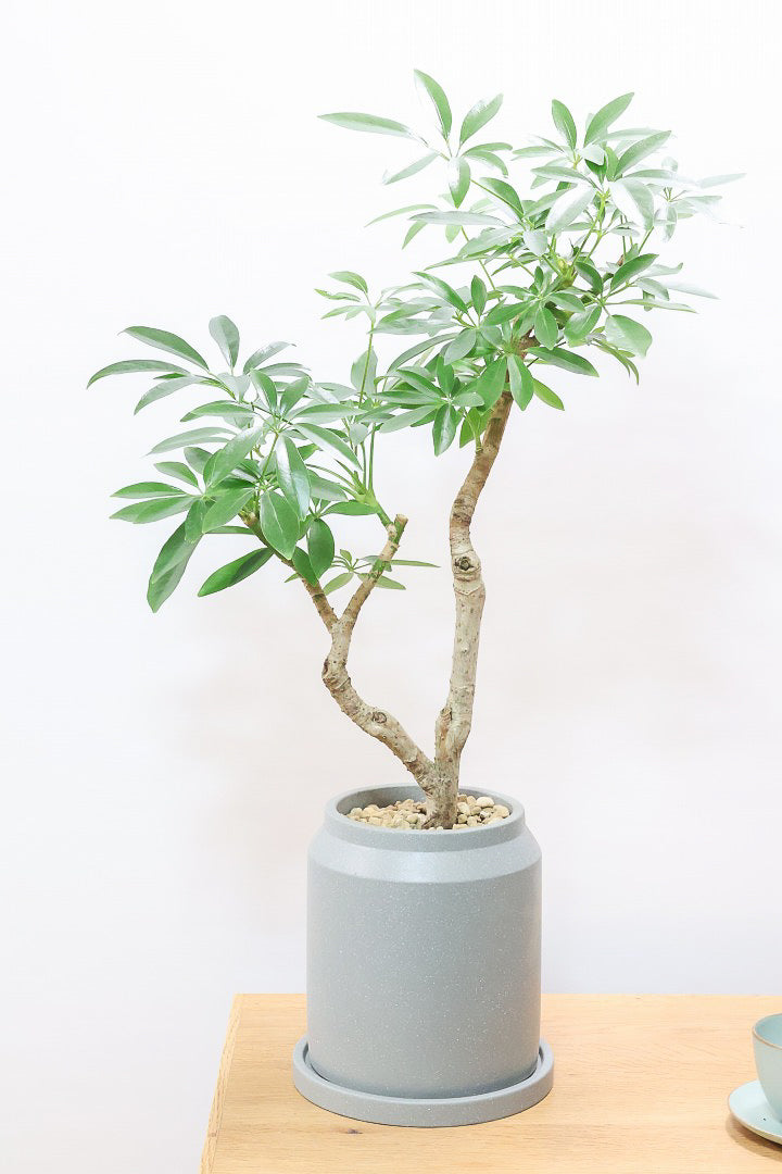 【シェフレラ コンパクタ】雰囲気がある素敵な樹形！ここまでしっかりと育てられたものは希少です！