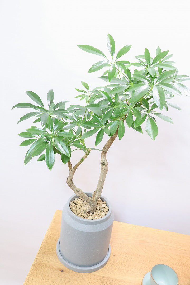 【シェフレラ コンパクタ】雰囲気がある素敵な樹形！ここまでしっかりと育てられたものは希少です！