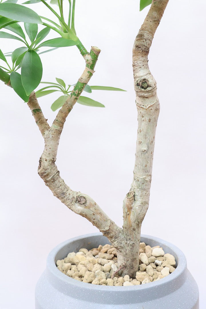 【シェフレラ コンパクタ】雰囲気がある素敵な樹形！ここまでしっかりと育てられたものは希少です！