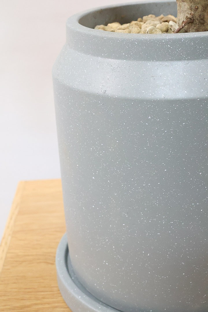 【シェフレラ コンパクタ】雰囲気がある素敵な樹形！ここまでしっかりと育てられたものは希少です！