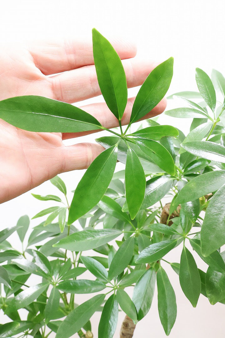 【シェフレラ コンパクタ】雰囲気がある素敵な樹形！ここまでしっかりと育てられたものは希少です！