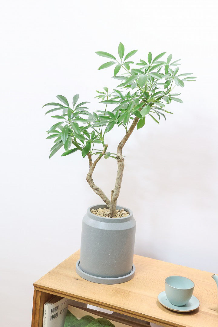 【シェフレラ コンパクタ】雰囲気がある素敵な樹形！ここまでしっかりと育てられたものは希少です！