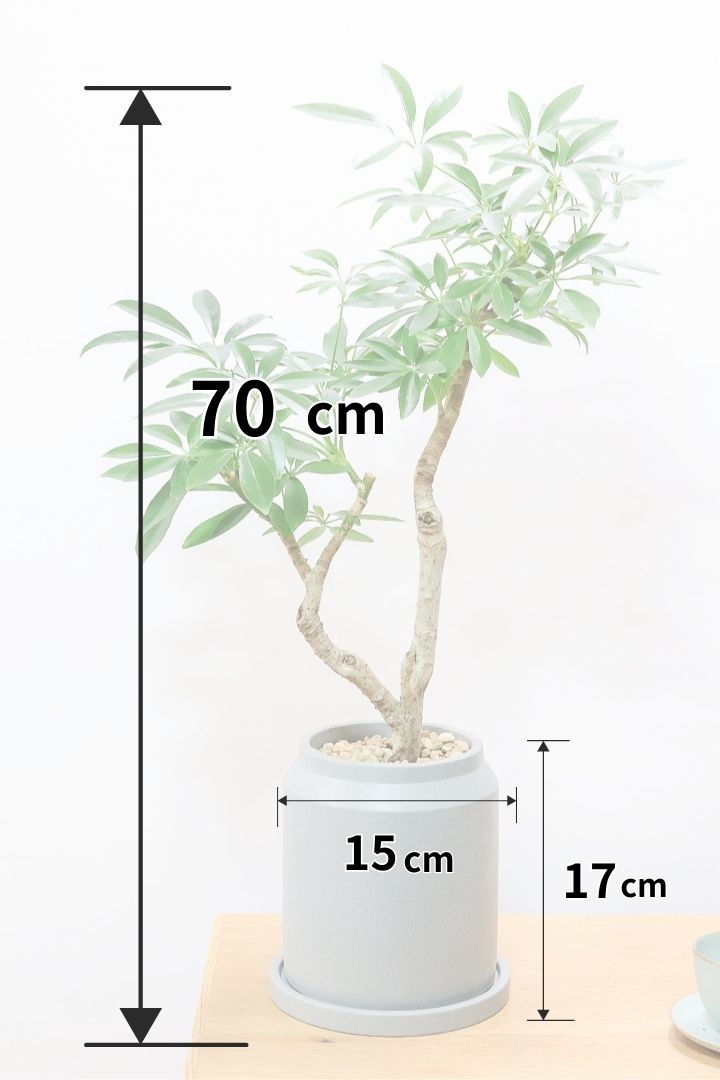 【シェフレラ コンパクタ】雰囲気がある素敵な樹形！ここまでしっかりと育てられたものは希少です！