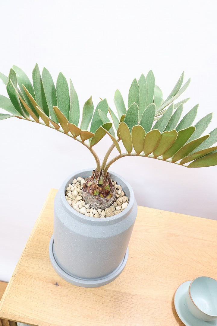 【ザミア フルフラケア】かわいいミニサイズ！ギュッとした個性的なフォルムが特徴の希少な観葉植物！