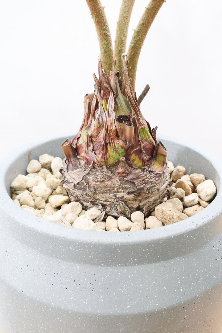 【ザミア フルフラケア】かわいいミニサイズ！ギュッとした個性的なフォルムが特徴の希少な観葉植物！