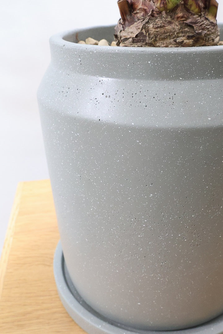 【ザミア フルフラケア】かわいいミニサイズ！ギュッとした個性的なフォルムが特徴の希少な観葉植物！