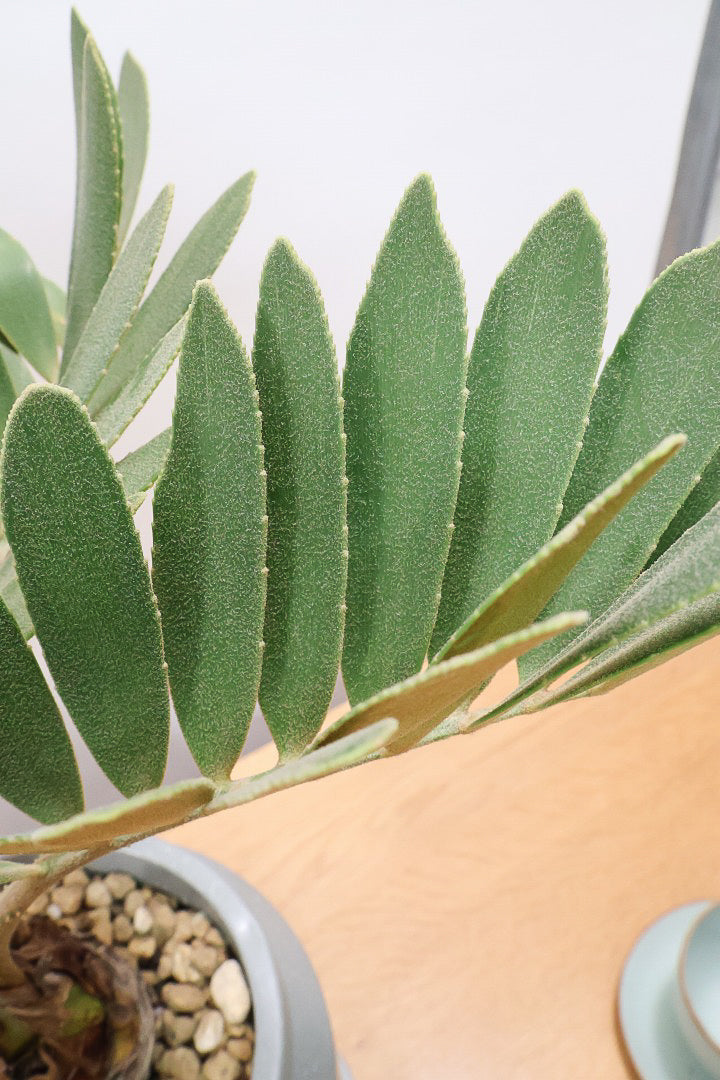 【ザミア フルフラケア】かわいいミニサイズ！ギュッとした個性的なフォルムが特徴の希少な観葉植物！