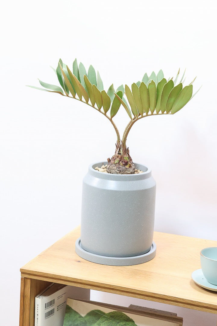 【ザミア フルフラケア】かわいいミニサイズ！ギュッとした個性的なフォルムが特徴の希少な観葉植物！