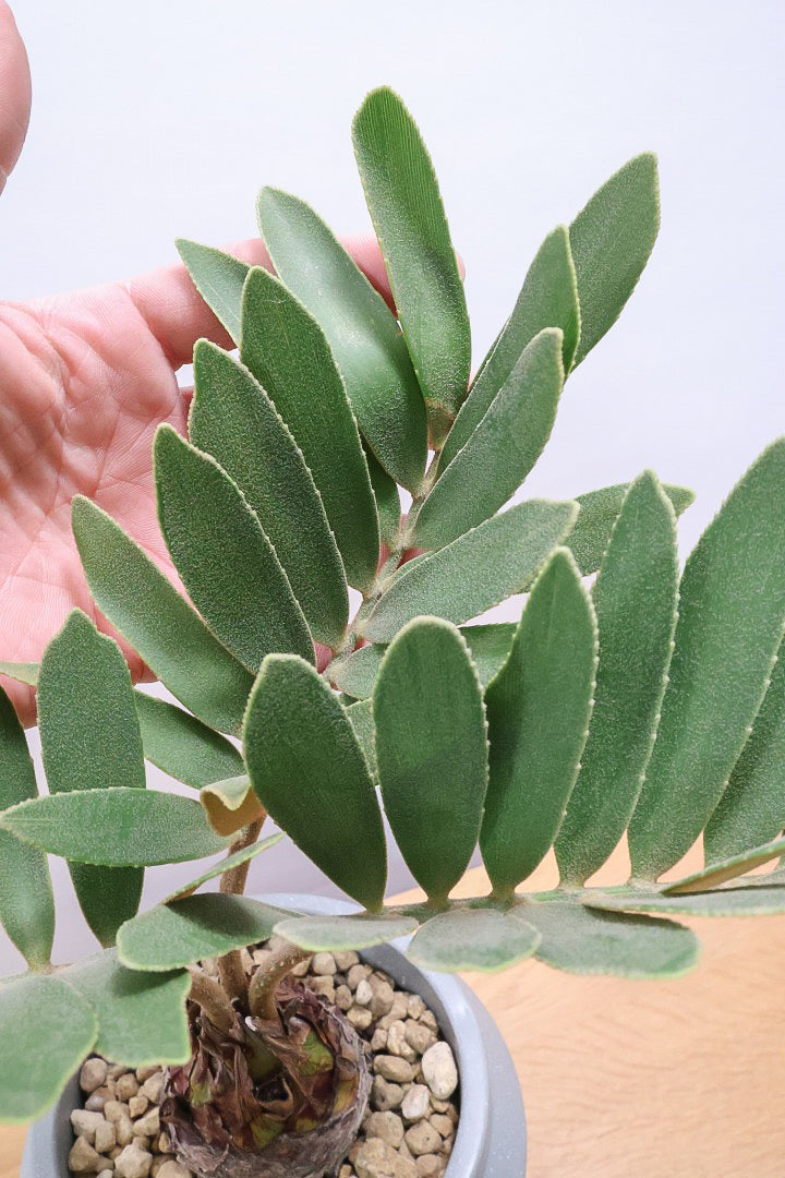 【ザミア フルフラケア】かわいいミニサイズ！ギュッとした個性的なフォルムが特徴の希少な観葉植物！