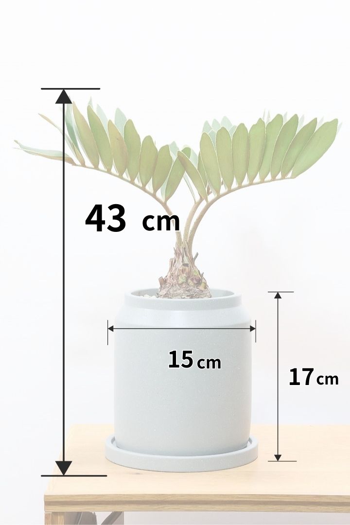 【ザミア フルフラケア】かわいいミニサイズ！ギュッとした個性的なフォルムが特徴の希少な観葉植物！