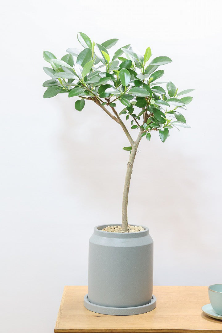 【フランスゴム】ナチュラルで雰囲気のある樹形！シンプルですがとても趣がありますよ！