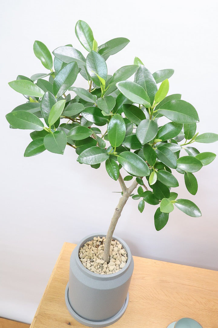 【フランスゴム】ナチュラルで雰囲気のある樹形！シンプルですがとても趣がありますよ！