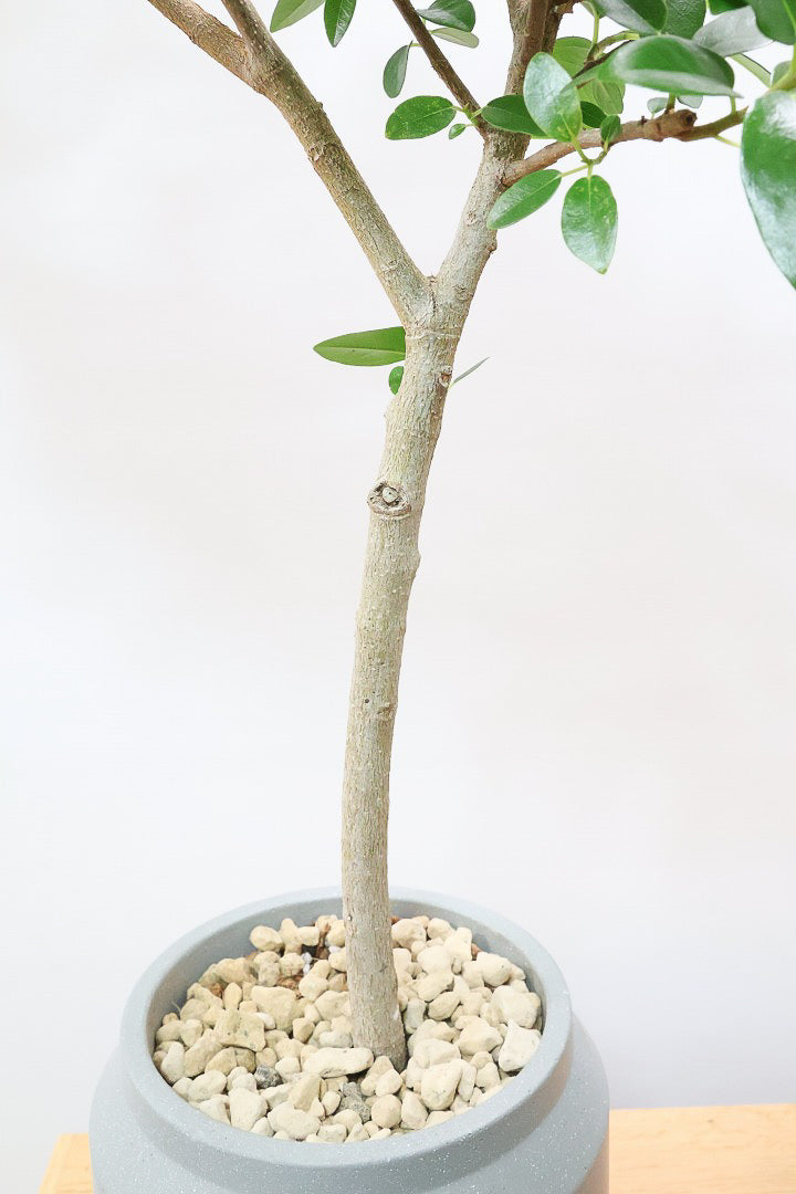 【フランスゴム】ナチュラルで雰囲気のある樹形！シンプルですがとても趣がありますよ！